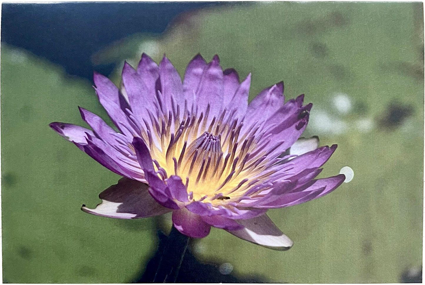 Magda Labuda - Water Lilly [Card]